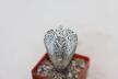 Astrophytum onzuka V - TYPE - SUPER WHITE FORM (4)