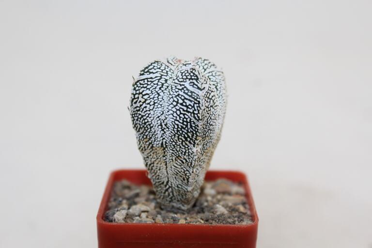 Astrophytum onzuka V - TYPE - SUPER WHITE FORM (2)