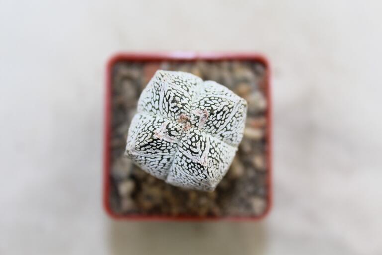 Astrophytum onzuka V - TYPE - SUPER WHITE FORM (3)