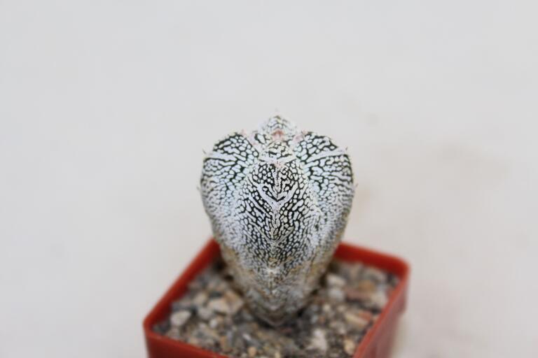 Astrophytum onzuka V - TYPE - SUPER WHITE FORM (4)