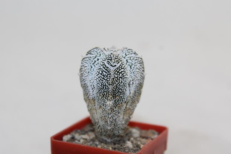 Astrophytum onzuka V - TYPE - SUPER WHITE FORM (5)