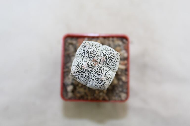 Astrophytum onzuka V - TYPE - SUPER WHITE FORM (6)