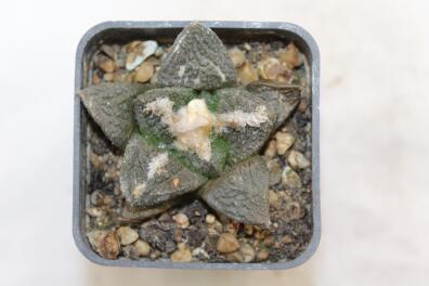 Ariocarpus fissuratus KMR 92 C