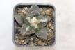 Ariocarpus fissuratus KMR 92 C