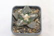 Ariocarpus fissuratus KMR 92 C (2)