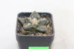 Ariocarpus fissuratus KMR 92 C (3)