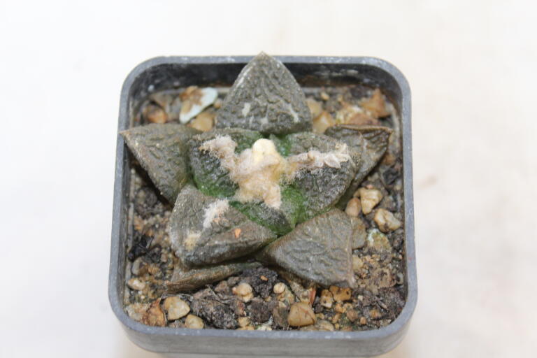 Ariocarpus fissuratus KMR 92 C (2)