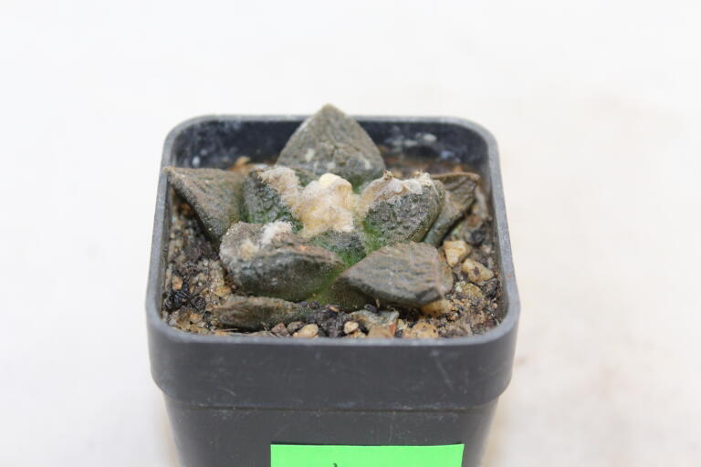 Ariocarpus fissuratus KMR 92 C (3)