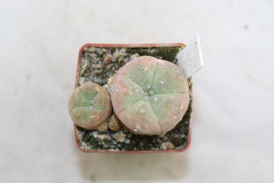 Lophophora diffusa Multiheads