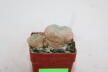 Lophophora diffusa Multiheads (2)