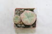 Lophophora diffusa Multiheads