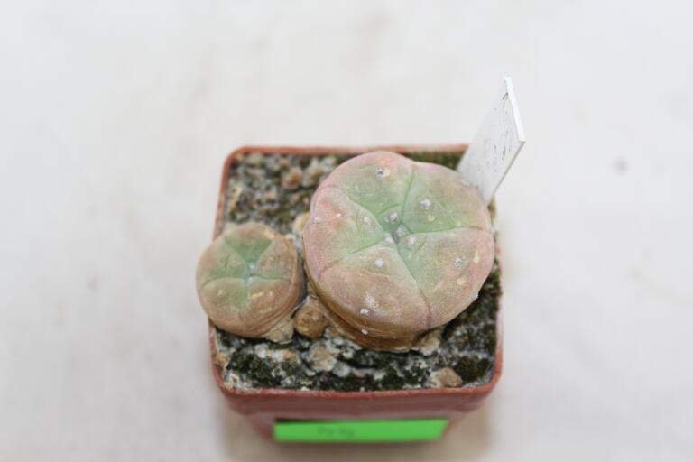 Lophophora diffusa Multiheads (3)