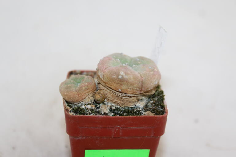 Lophophora diffusa Multiheads (2)