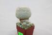 Epithelantha micromeris 20 Years + small Epithelantha