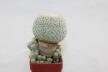 Epithelantha micromeris 20 Years + small Epithelantha (2)