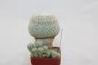 Epithelantha micromeris 20 Years + small Epithelantha (3)