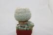 Epithelantha micromeris 20 Years + small Epithelantha (4)