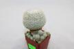 Epithelantha micromeris 20 Years + small Epithelantha (5)