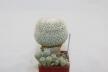 Epithelantha micromeris 20 Years + small Epithelantha (6)