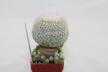 Epithelantha micromeris 20 Years + small Epithelantha (7)