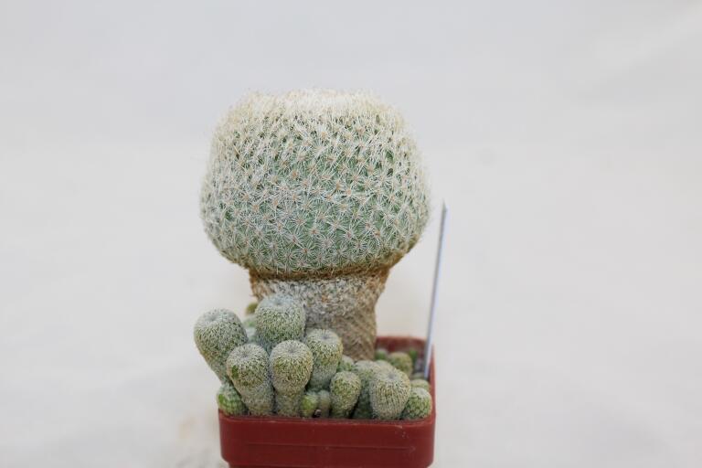Epithelantha micromeris 20 Years + small Epithelantha (3)