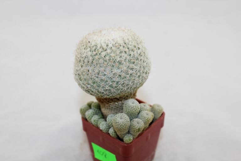Epithelantha micromeris 20 Years + small Epithelantha (5)