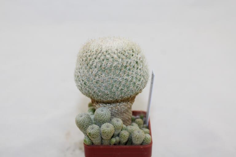 Epithelantha micromeris 20 Years + small Epithelantha (6)
