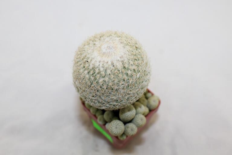 Epithelantha micromeris 20 Years + small Epithelantha (8)