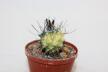 Turbinicarpus roseiflorus VARIEGATA