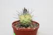 Turbinicarpus roseiflorus VARIEGATA (2)