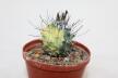 Turbinicarpus roseiflorus VARIEGATA (3)