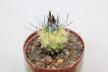 Turbinicarpus roseiflorus VARIEGATA (4)