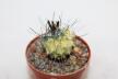 Turbinicarpus roseiflorus VARIEGATA (5)