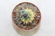 Turbinicarpus roseiflorus VARIEGATA (6)