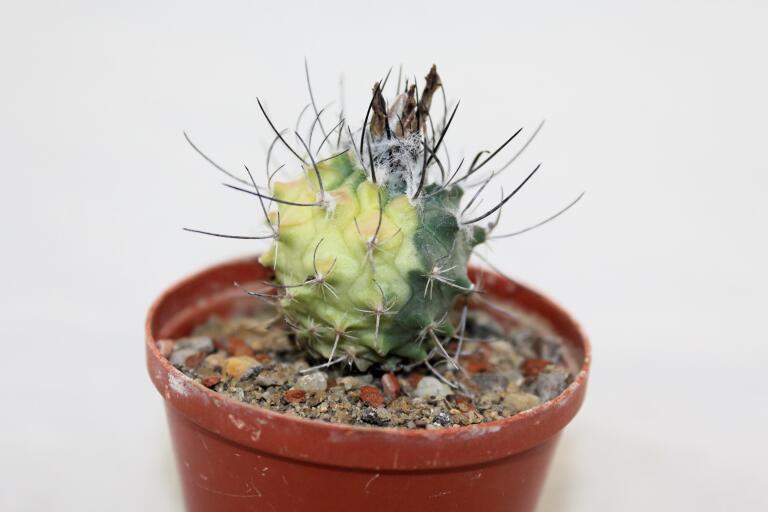 Turbinicarpus roseiflorus VARIEGATA (3)