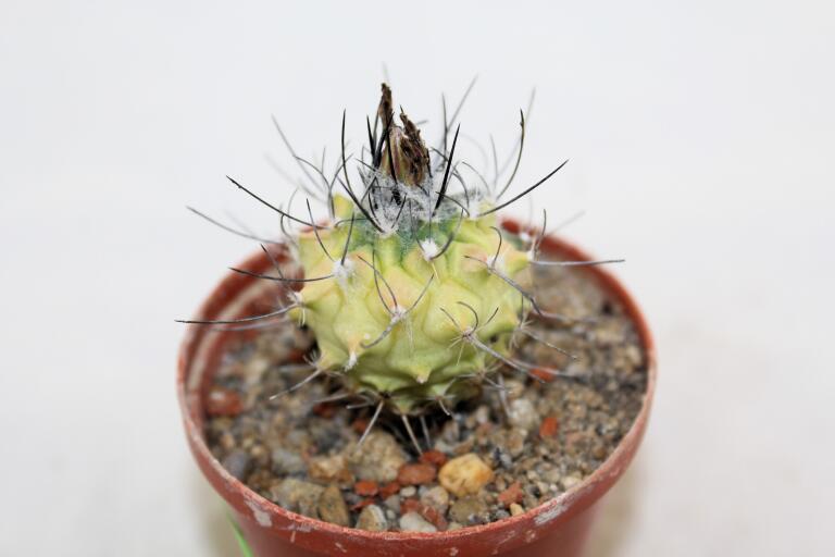 Turbinicarpus roseiflorus VARIEGATA (4)