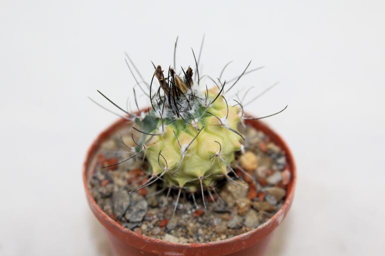 Turbinicarpus roseiflorus VARIEGATA (5)
