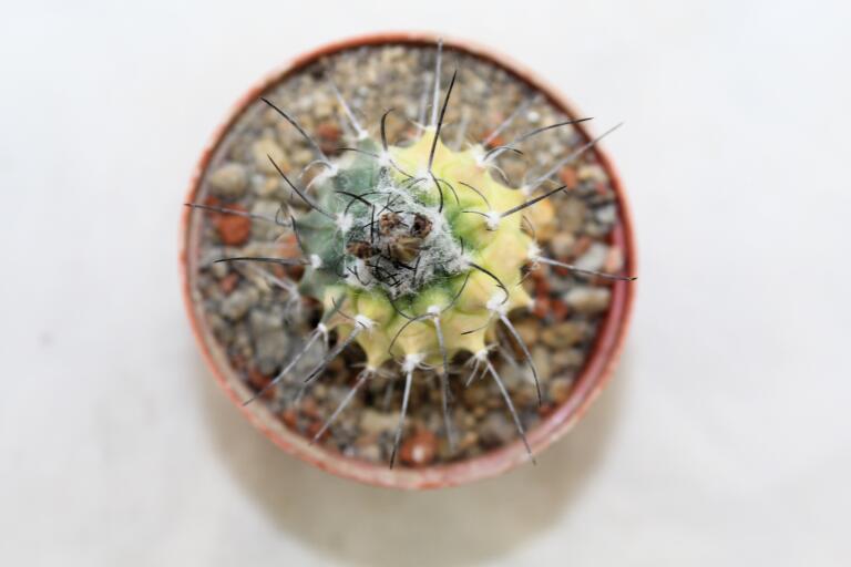 Turbinicarpus roseiflorus VARIEGATA (6)