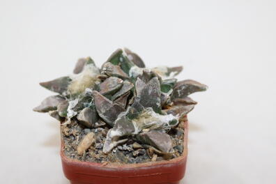 Ariocarpus retusus Three Heads 