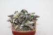 Ariocarpus retusus Three Heads 