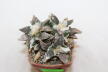 Ariocarpus retusus Three Heads  (2)