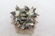 Ariocarpus retusus Three Heads  (3)