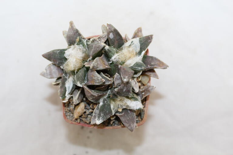 Ariocarpus retusus Three Heads  (3)