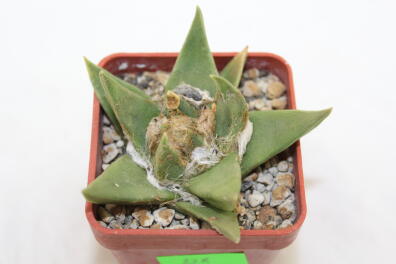 Ariocarpus trigonus
