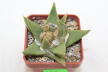 Ariocarpus trigonus