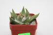 Ariocarpus trigonus (3)
