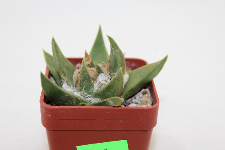 Ariocarpus trigonus (3)