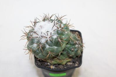 Coryphantha greenwoodii FO 183 Cumbres de Acultzingo BIG