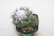 Coryphantha greenwoodii FO 183 Cumbres de Acultzingo BIG