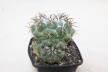 Coryphantha greenwoodii FO 183 Cumbres de Acultzingo BIG (2)